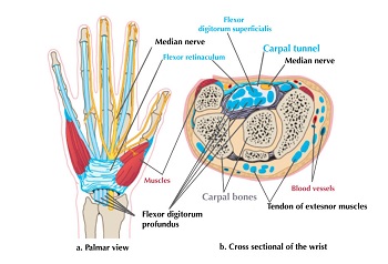 anatomy-of-wrist_3.jpg
